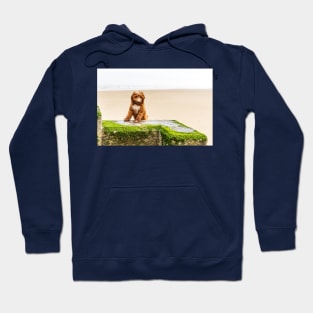 Red Cockapoo Puppy On The Beach Hoodie